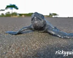 Lepidochelys olivacea