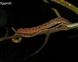 culebra