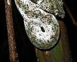 Bothriechis schlegelii