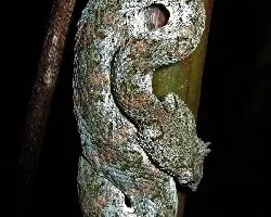 Bothriechis schlegelii