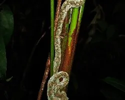 Bothriechis schlegelii