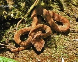 bothriechis schlegelii