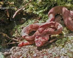 bothriechis schlegelii