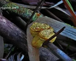 bothriechis schlegelii
