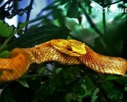 bothriechis schlegelii
