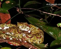 bothriechis schlegelii