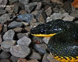 Rhadinaea godmani