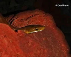 culebra