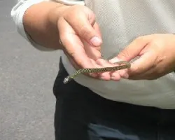 alacranera?