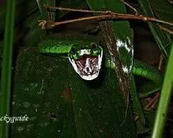 Leptophis depressirostris