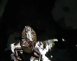 cocodrilito