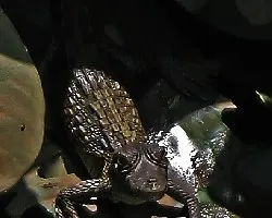 cocodrilito