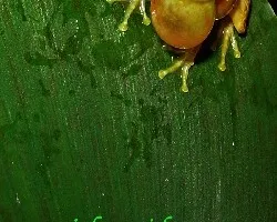 Hyla ebraccata