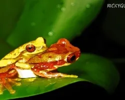 Hyla ebraccata