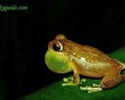 Hyla ebraccata