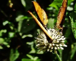 anaranjadas