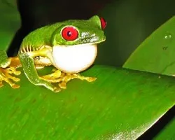 agalycnis