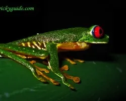 agalycnis