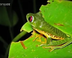 agalycnis