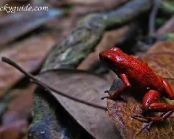 Dendrobates pumilio