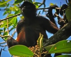 ateles geoffroyi