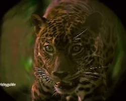Panthera onca
