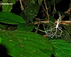 Araña