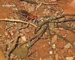Araña vs avispa