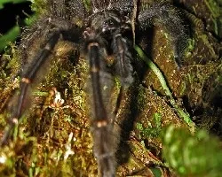 Tarantula