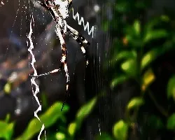 Araña