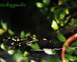 Araña