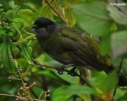 Phainoptila melanoxantha