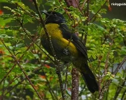 Phainoptila melanoxantha