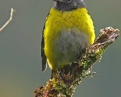 Phainoptila melanoxantha