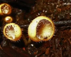 peziza