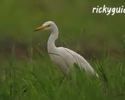 Bubulcus ibis