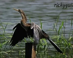 Anhinga anhinga