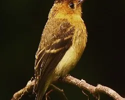 Mitrephanes phaeocercus
