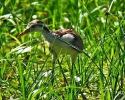 Jacana spinosa
