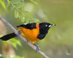 Icterus jamacaii