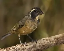 Saltator aurantirostris