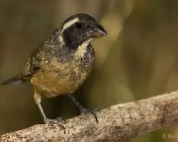 Saltator aurantirostris