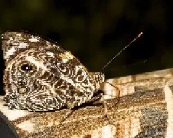 Smyrna blomfildia blomfildia ( Fabricius, 1781 )