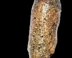 Smyrna blomfildia blomfildia ( Fabricius, 1781 )