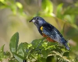 Euphonia pectoralis