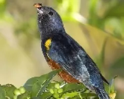 Euphonia pectoralis