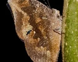 Memphis moruus coerulescens