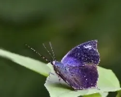 Memphis moruus coerulescens