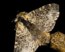 A IDENTIFICAR