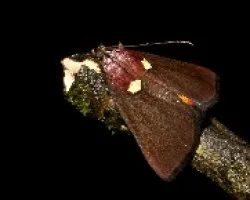 A IDENTIFICAR